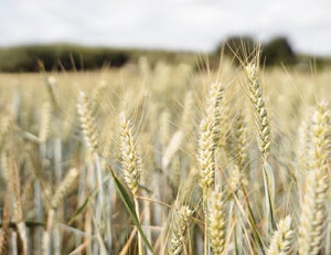 东京足球俱乐部备战下一轮比赛